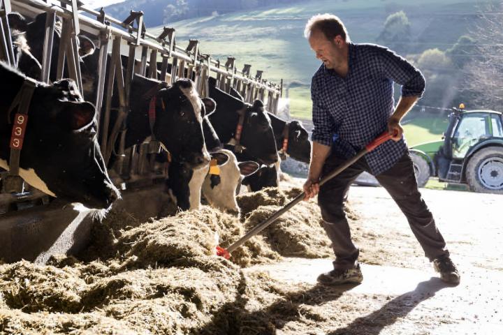 Un granjero utiliza una pala para acercar la comida a las vacas en una granja.