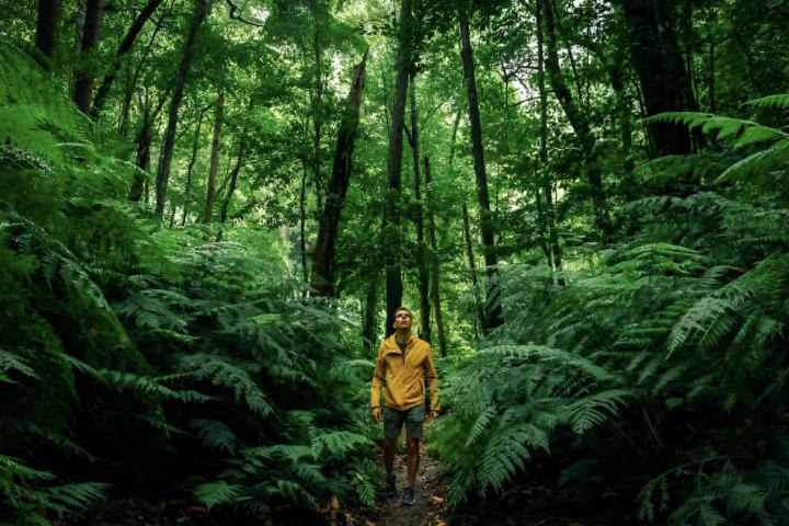 Un hombre paseando por un bosque frondoso.