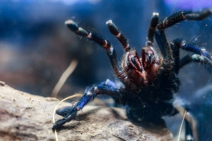 Una tarántula de color azul