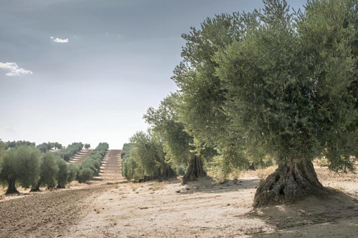 Una plantación de olivos en Ciudad Real