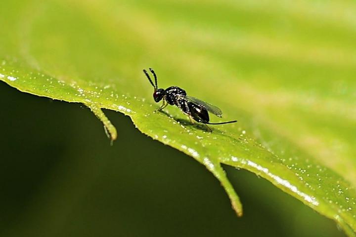dryocosmus kuriphilus o avispilla del castaño