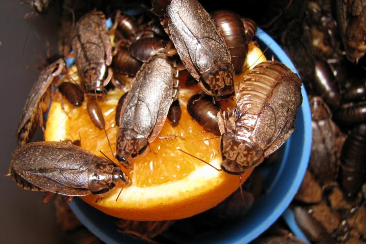 Cucarachas