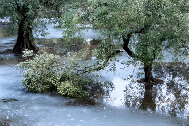 Un olivo dañado por una tormenta de nieve