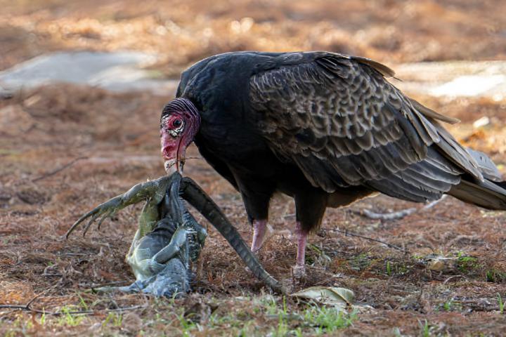 Un buitre pavo se alimenta de una iguana verde muerta a causa de un frío inusual en Delray Beach, Florida.