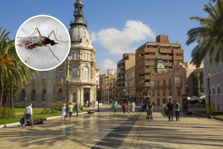 Plagas insecticidas en Cartagena, Murcia.