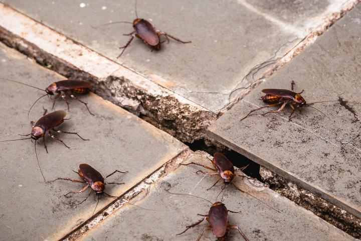 plaga de cucarachas