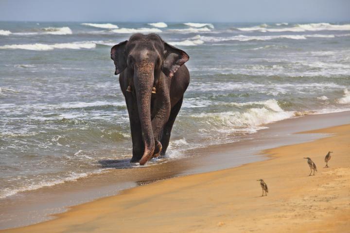 Elefante indio en la costa