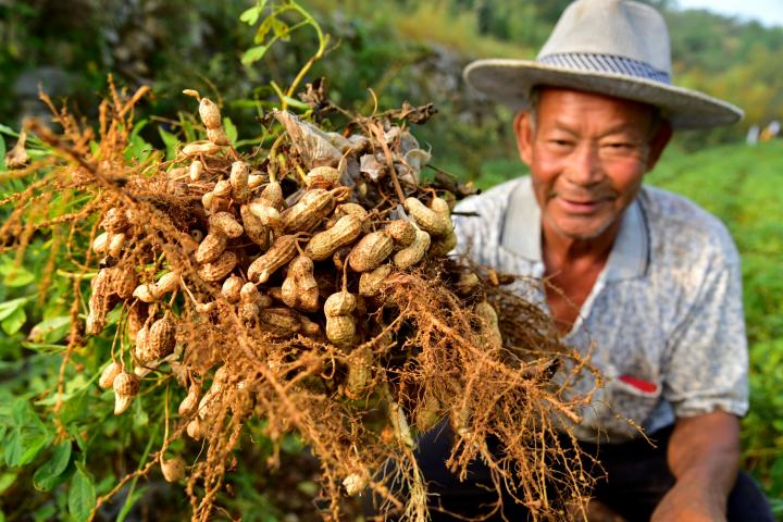 Cultivos en China
