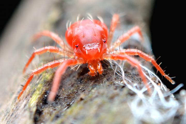 Araña roja en los cultivos