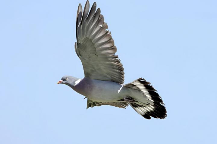 Una paloma surcando los cielos