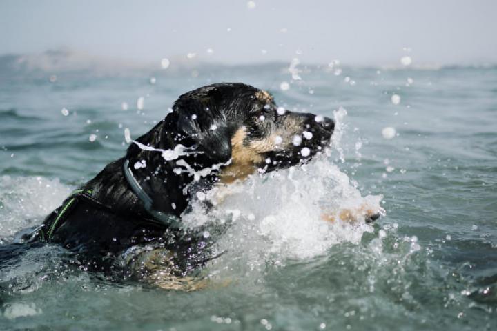 Un perro negro nadando en el mar