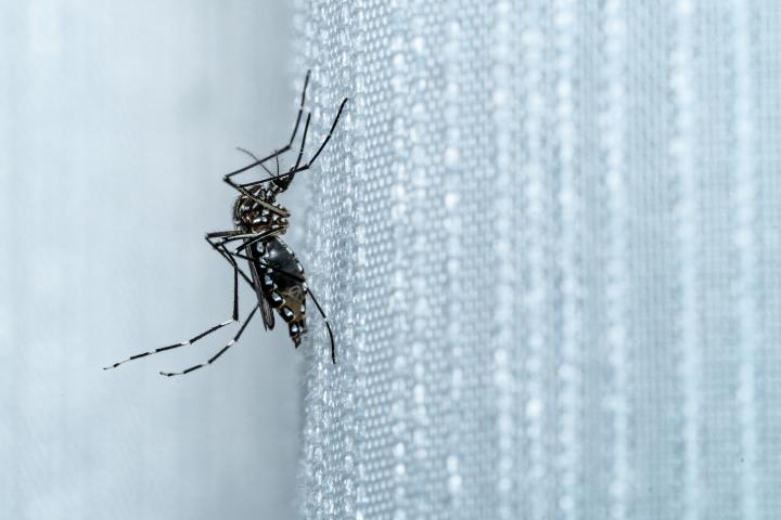 plantas-contra-mosquitos-hogar
