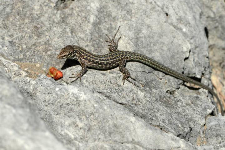 A lacertid (Lacertidae), seen on the island of Ibiza in San Vicente, Spain, 29 February 2016. Photo: Jens Kalaene/dpa - NO WIRE SERVICE - | usage worldwide (Photo by Jens Kalaene/picture alliance via Getty Images)