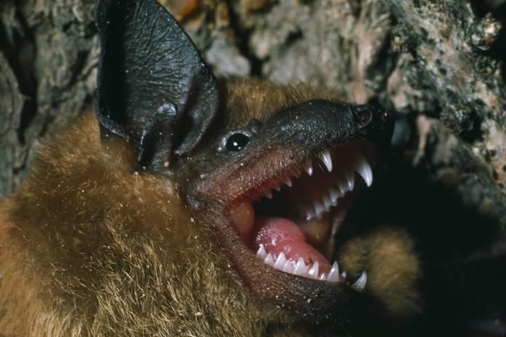 Un murciélago
