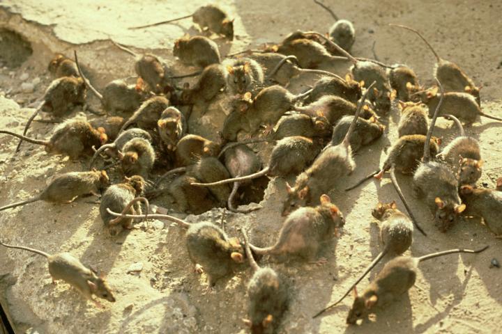 Plaga de ratas