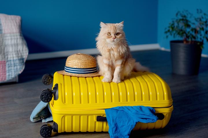 Un gato se sienta sobre la maleta listo para ir de vacaciones.