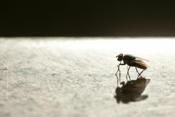 Una mosca en una imagen de archivo