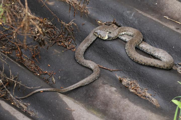 Una serpiente, sobre un techo de un jardín