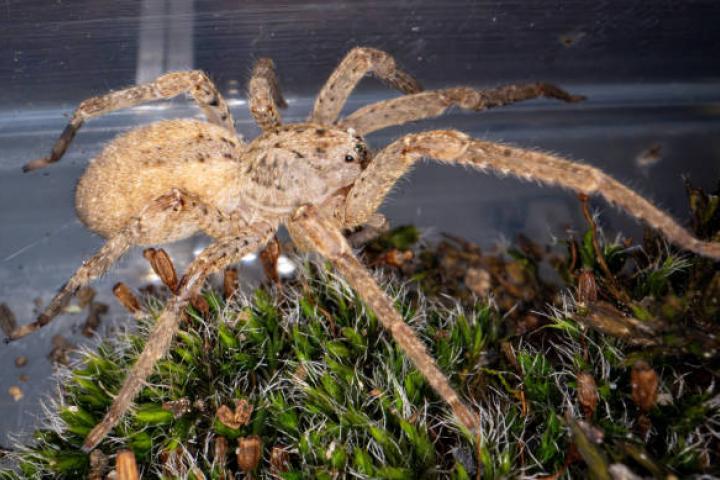 13 September 2024, North Rhine-Westphalia, Bonn: A Nosferatu spider is kept in a small container in the Museum König. The Nosferatu spider (Zoropsis spinimana) is now native to almost all of Germany, according to the German Nature and Biodiversity Conservation Union (Nabu). With a body length of just under two centimetres and leg spans of up to six centimetres, it is one of the largest spiders in Germany. The species, which originates from the Mediterranean region, is unusual in several respects. Photo: Benjamin Westhoff/dpa (Photo by Benjamin Westhoff/picture alliance via Getty Images)