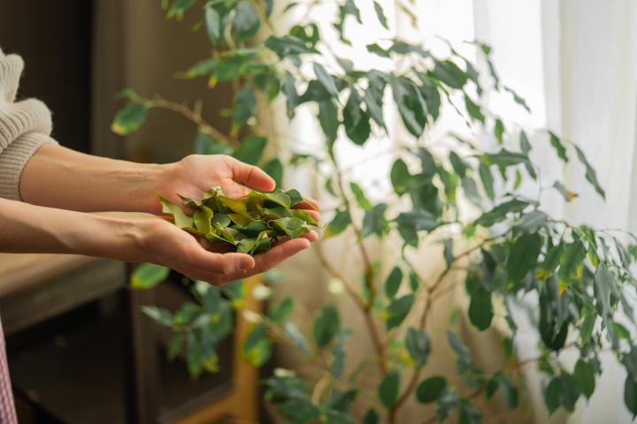 Una mujer recoge hojas de su planta de laurel en una casa