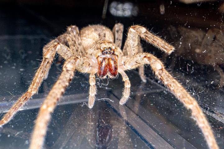 Araña Nosferatu.