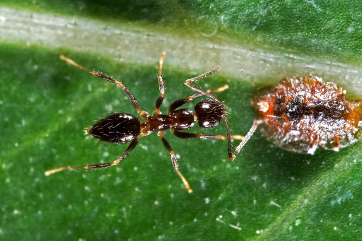 Hormiga e insecto en una hoja