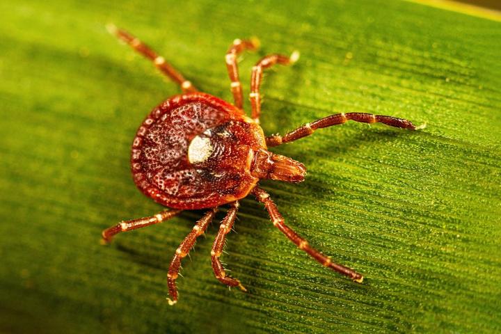 Una garrapata hembra adulta de la especie Amblyomma americanum