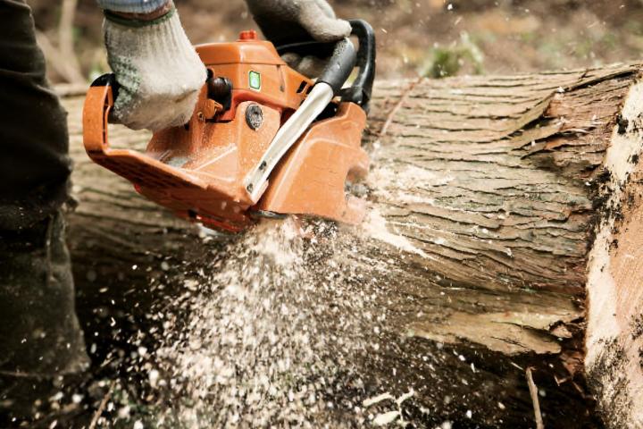 Un hombre talando un árbol con una sierra mecánica