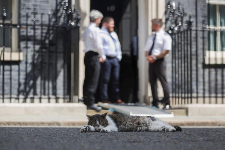 Larry, el gato de Downing Street, duerme entre el trasiego de prensa y seguridad, a la espera de la dimisión de Keir Starmer, el 22 de junio de 2026.