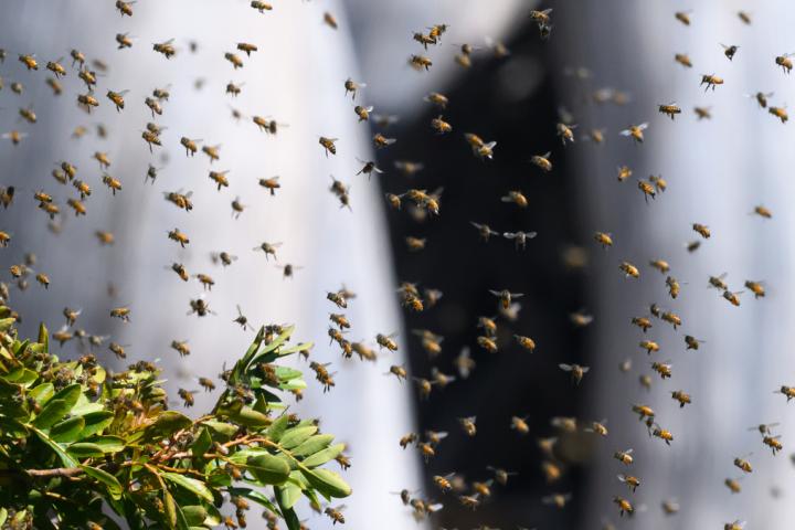 Un enjambre de abejas, en una imagen de archivo