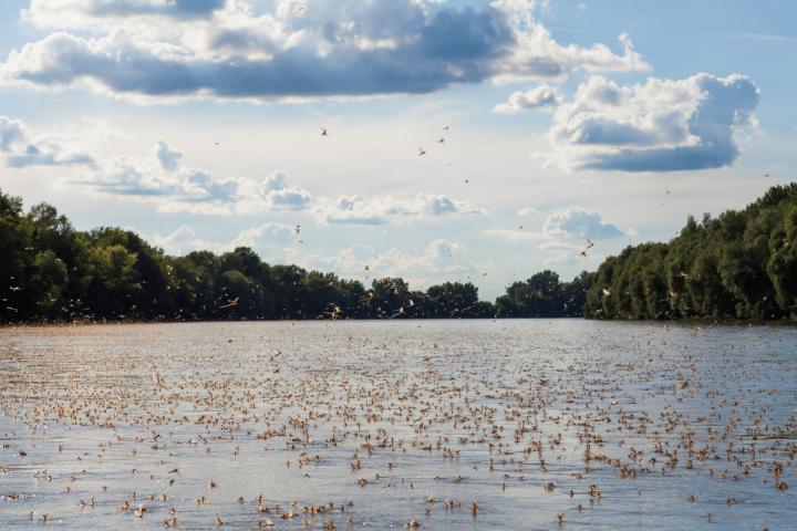 La floración del Tisza