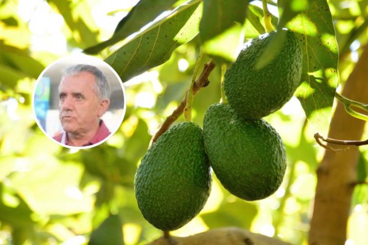 referencia-mundial-aguacate
