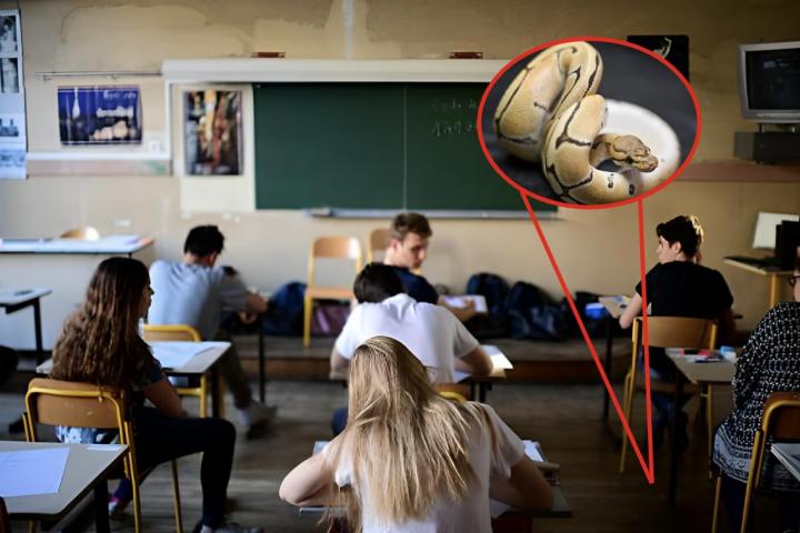 Una imagen de archivo de una clase llena de estudiantes y otra de una culebra