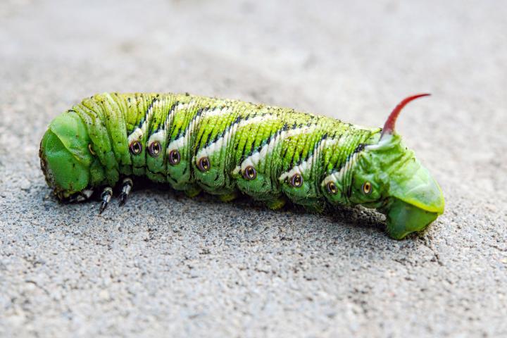 Esta fotografía de insectos captura la oruga de la polilla esfinge de Carolina (Manduca sexta), comúnmente conocida como gusano del tabaco.