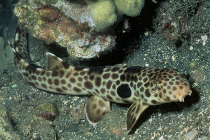 Milne Bay Epaulette Shark (Hemiscyllium sp.) Papua New Guinea