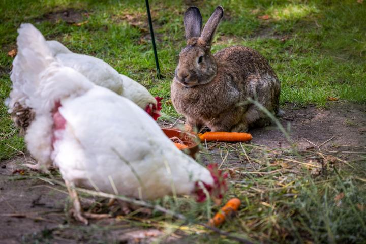 Conejo y gallinas.