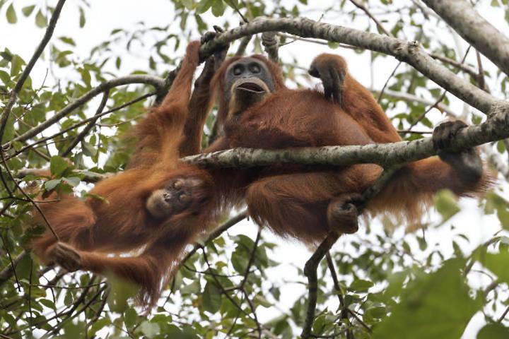 Dos ejemplares de orangután de Tapanuli, en el norte de Indonesia