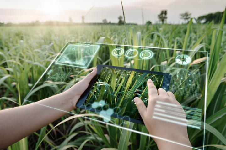 Una mujer usando una tablet con inteligencia artificial para identificar una especie de planta