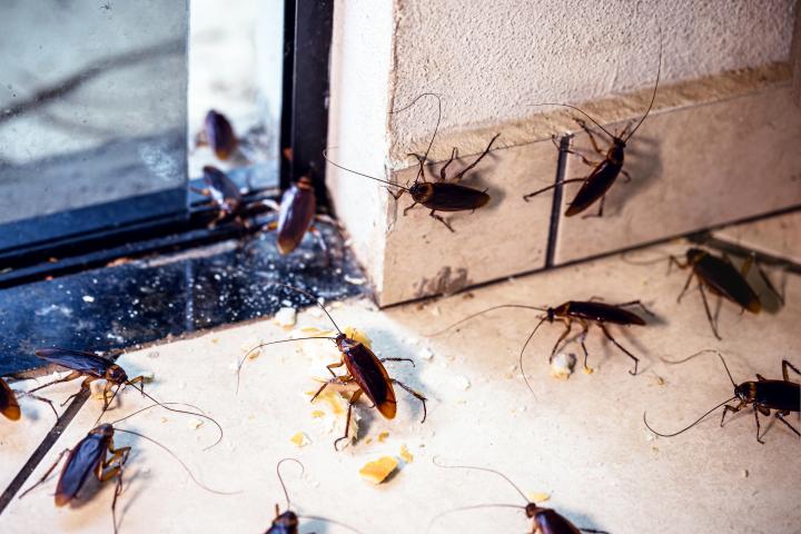 Muchas cucarachas en casa