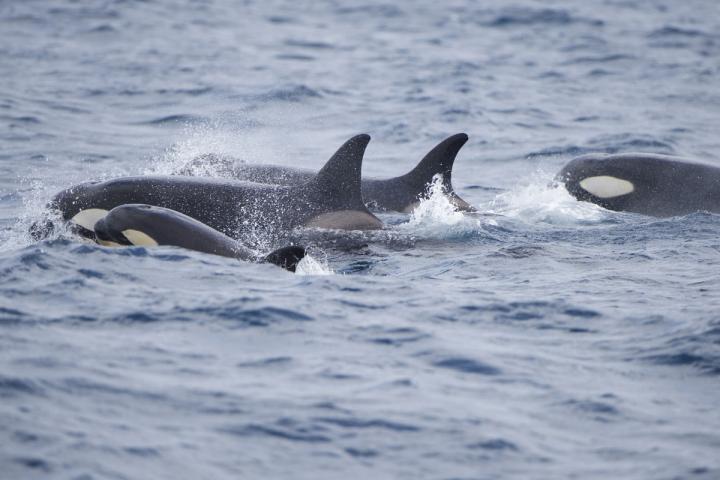 Un grupo de orcas