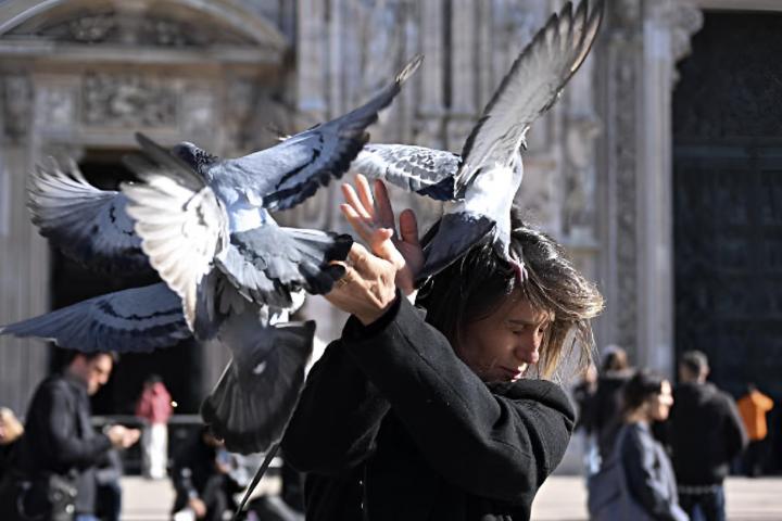 Una mujer siendo atacada por palomas