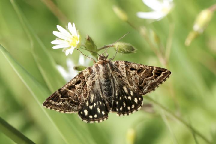 Una polilla apoyada en una planta