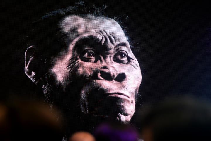 Homo naledi.