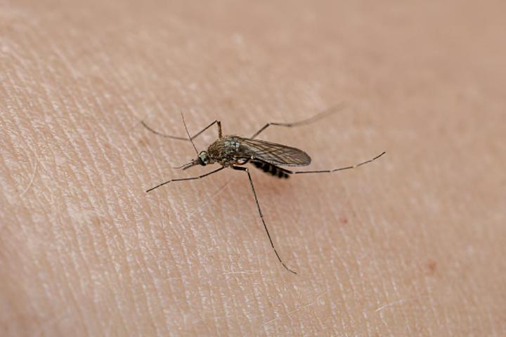 Un mosquito posado en la piel de una persona