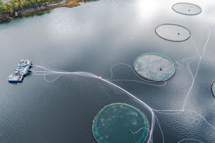 Vista de dron de una explotación de salmones en un fiordo de Noruega