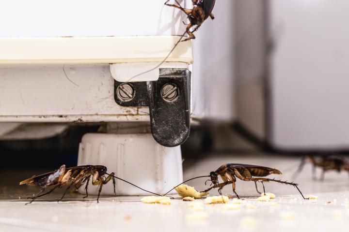 Plaga de cucarachas en casa