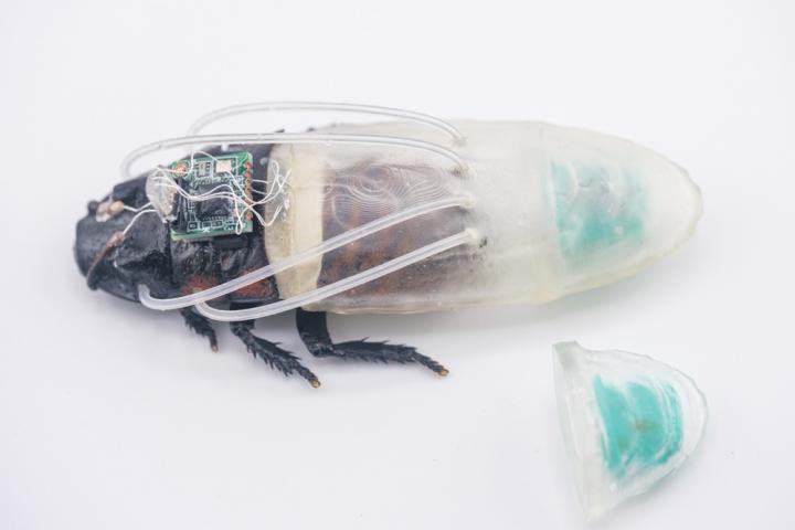cucaracha-ciborg