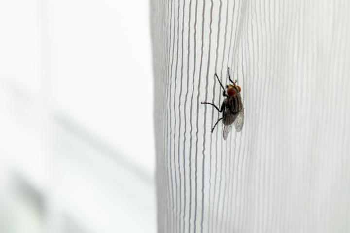 Una mosca en una cortina
