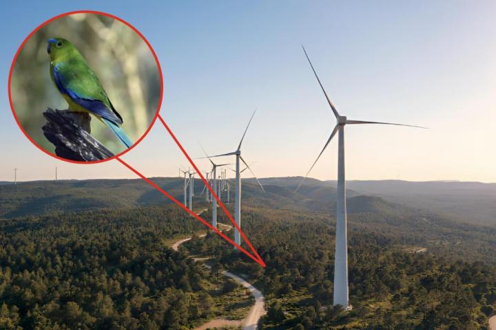 Una imagen de archivo de varios aerogeneradores y otra supuerpuesta de un loro de vientre naranja