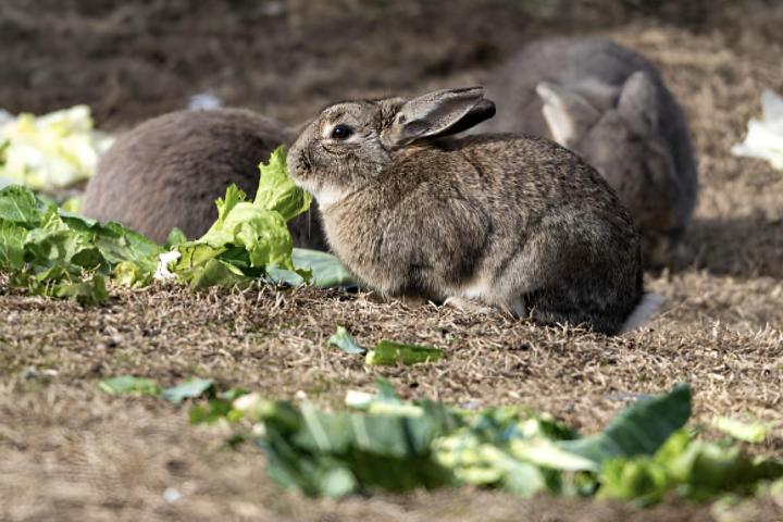 Un conejo comiendo cultivos de una parcela agraria